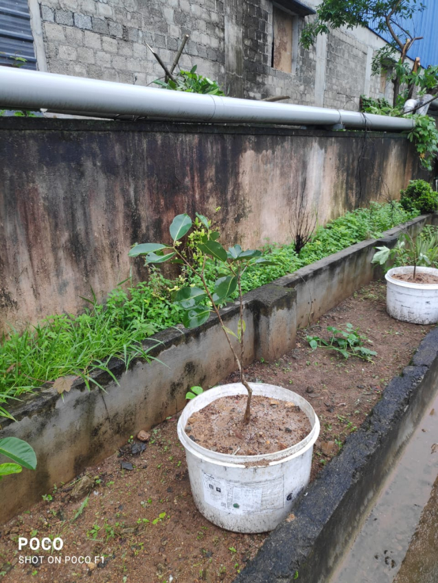 planting trees at substation premises